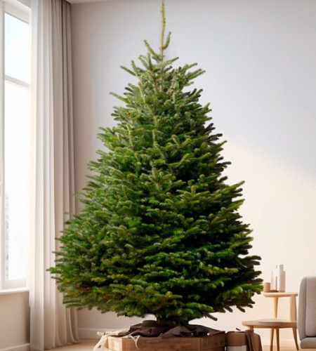 Пихта Нордмана — Датская (срез)