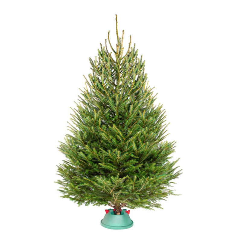 Ёлка Русская — Классическая Лесная (срез) (Высота: 1—1,25 м)
