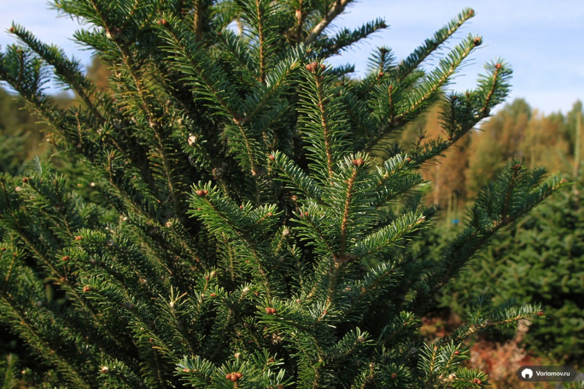 Ёлка Русская — Классическая Лесная (срез) (Высота: 1—1,25 м)