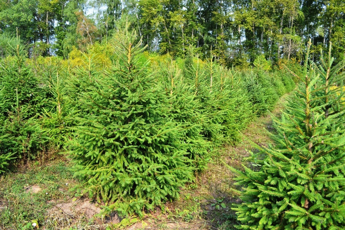 Ёлка Русская — Классическая Лесная (срез) (Высота: 1—1,25 м)