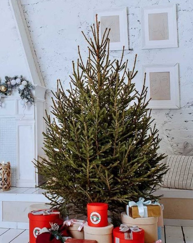 Ёлка Русская — Классическая Лесная (срез)